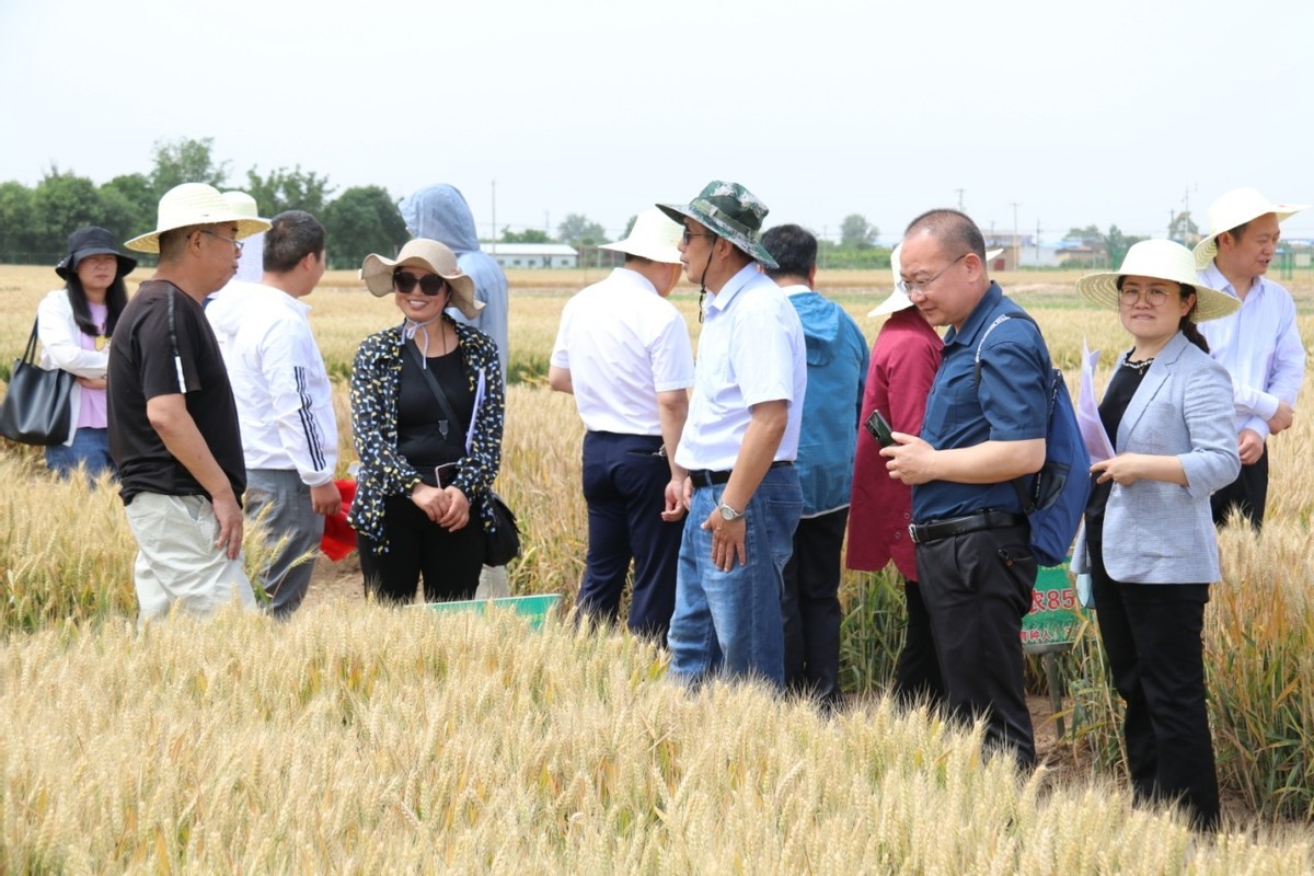 西北农林科技大学专家利用“穴播”技术让小麦提质增产抗倒伏