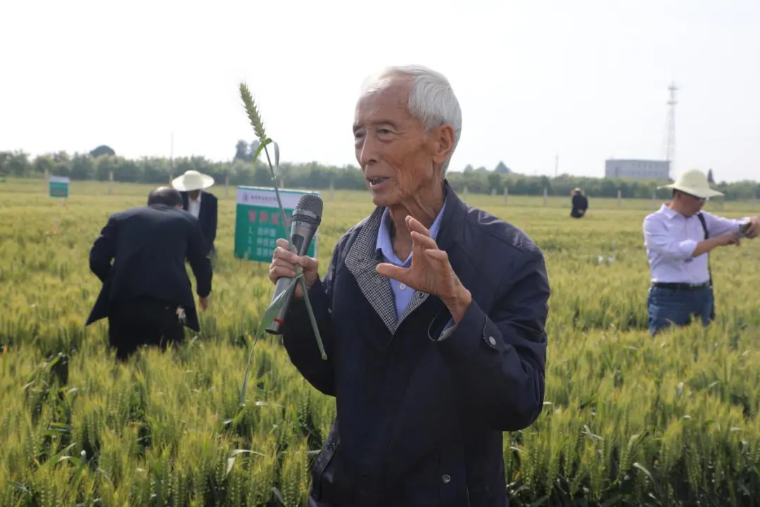 著名小麦育种家赵瑜小麦新品种接受“检阅”
