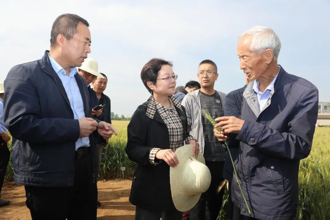 著名小麦育种家赵瑜小麦新品种接受“检阅”