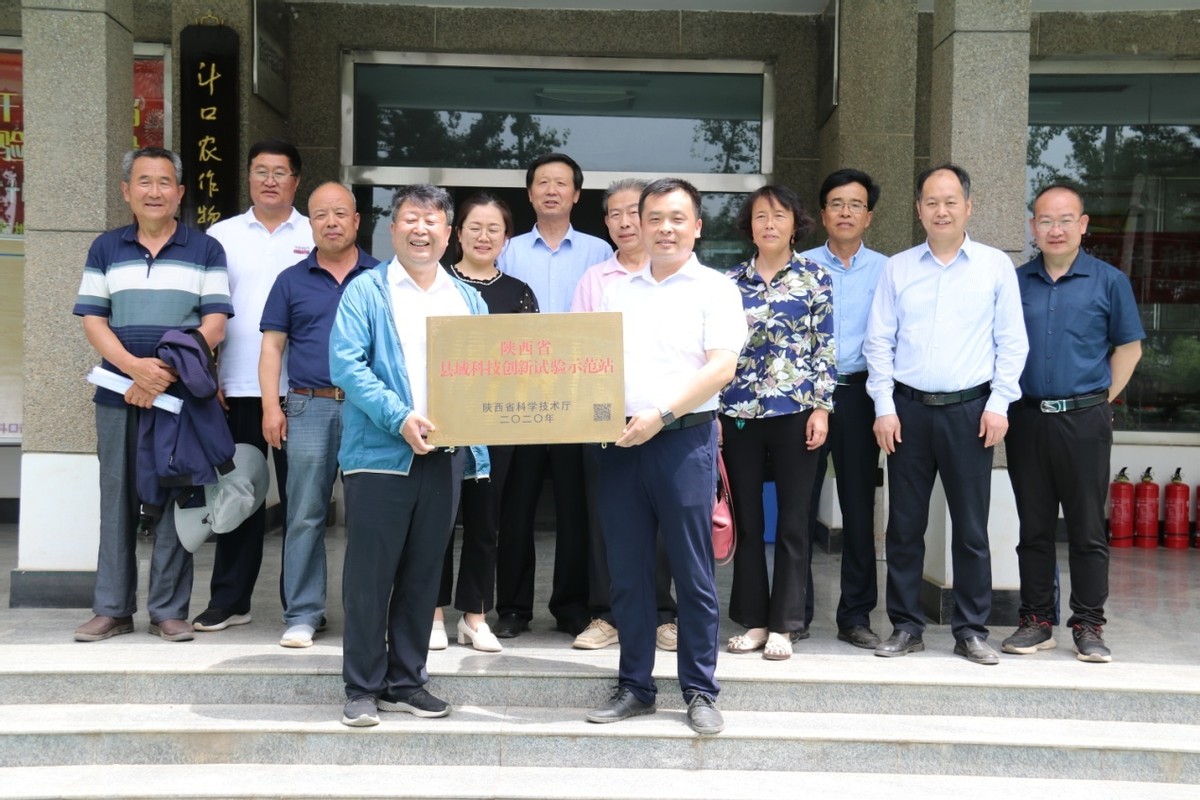 西北农林科技大学专家利用“穴播”技术让小麦提质增产抗倒伏